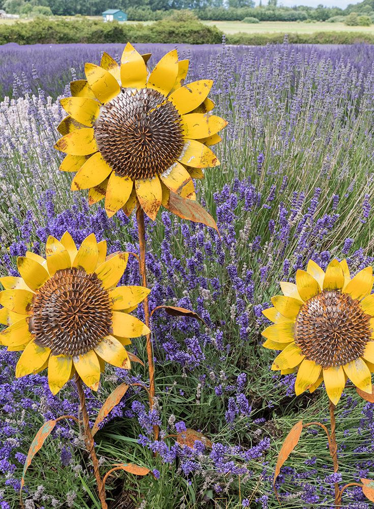 Metal sculptures of sunflowers in a field of blooming lavender in